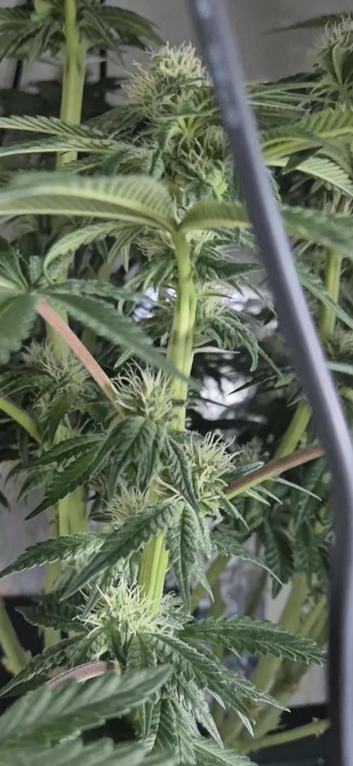 Mimosa X Orange Punch DWC second attempt. Week 11 - Fd29.