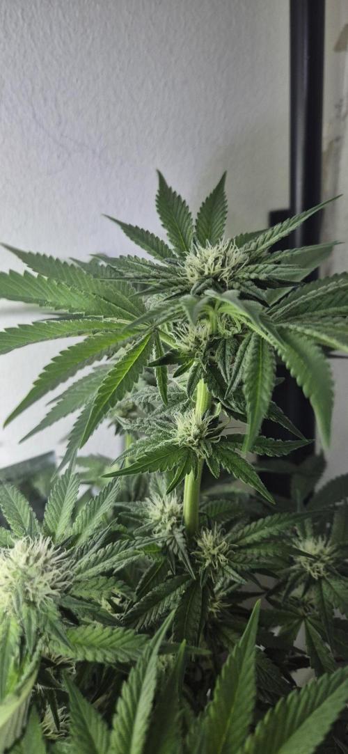 Mimosa X Orange Punch DWC second attempt. Week 11 - Fd 30.