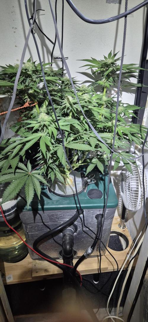 Mimosa X Orange Punch DWC second attempt. Week 11 - Fd 30.