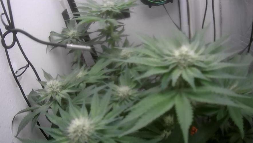 Mimosa X Orange Punch DWC second attempt. Week 11 - Fd31.