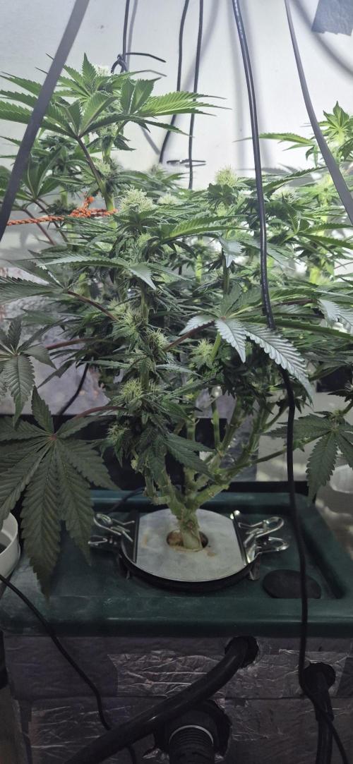 Mimosa X Orange Punch DWC second attempt. Week 11 - Fd31.