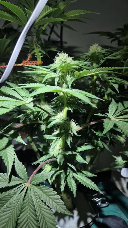 Mimosa X Orange Punch DWC second attempt