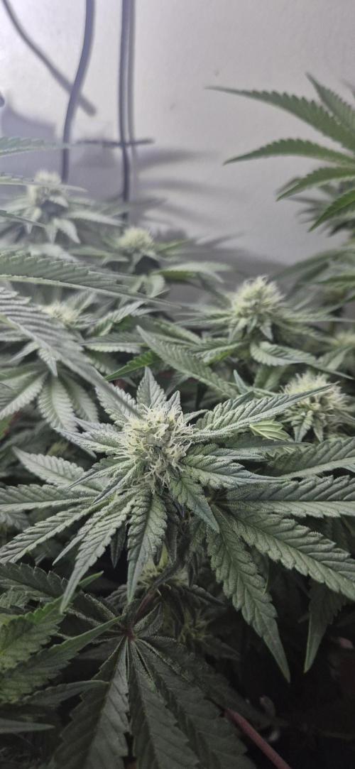Mimosa X Orange Punch DWC second attempt. Week 11 - Fd31.