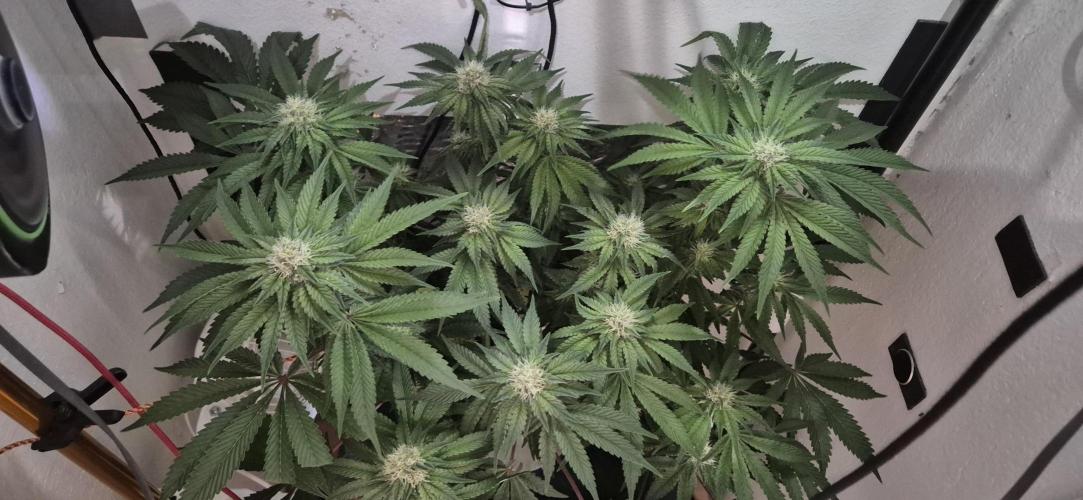 Mimosa X Orange Punch DWC second attempt. Week 11 - Fd32.