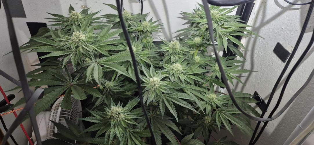 Mimosa X Orange Punch DWC second attempt. Week 11 - Fd33.