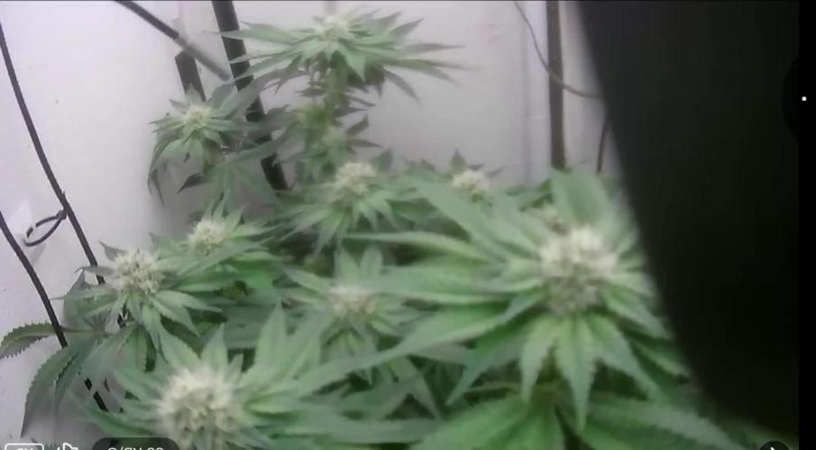 Mimosa X Orange Punch DWC second attempt