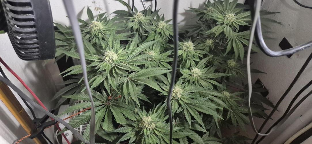 Mimosa X Orange Punch DWC second attempt. Week 12 - Fd35.