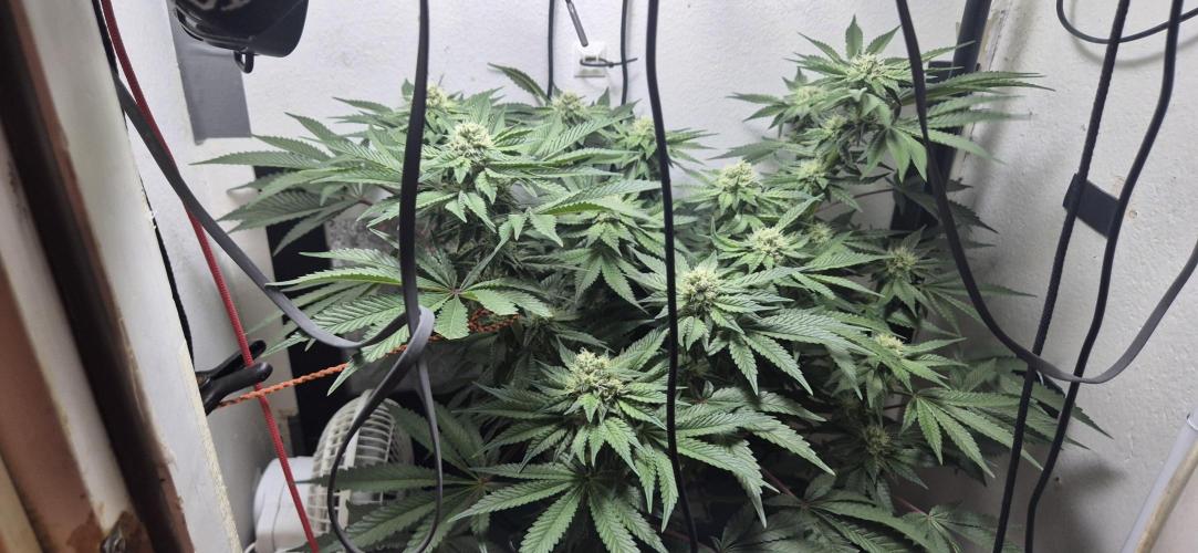 Mimosa X Orange Punch DWC second attempt. Week 12 - Fd35.