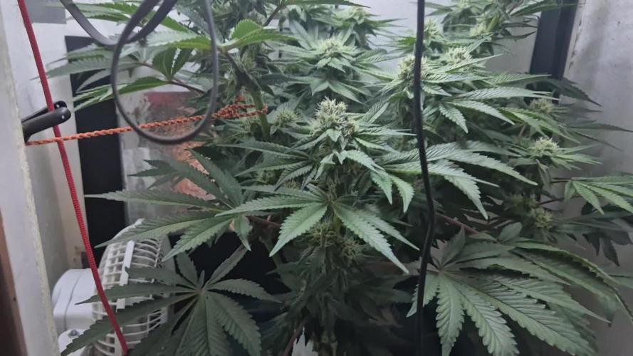Mimosa X Orange Punch DWC second attempt