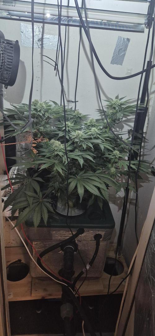 Mimosa X Orange Punch DWC second attempt. Week 12 - Fd35.