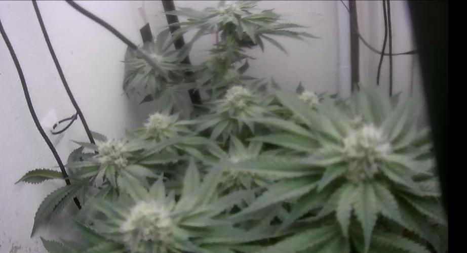 Mimosa X Orange Punch DWC second attempt. Week 12 - Fd35.