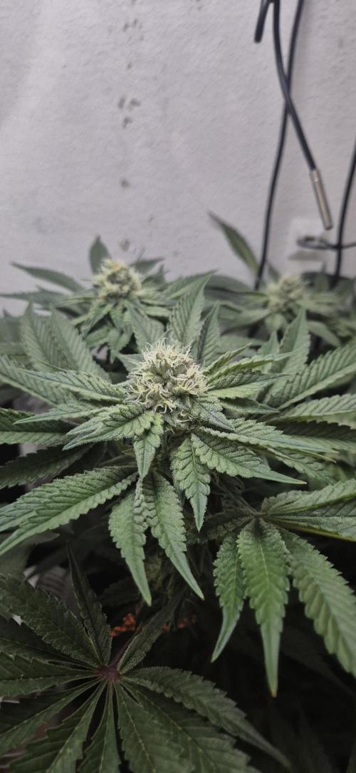 Mimosa X Orange Punch DWC second attempt. Week 12 - Fd36.