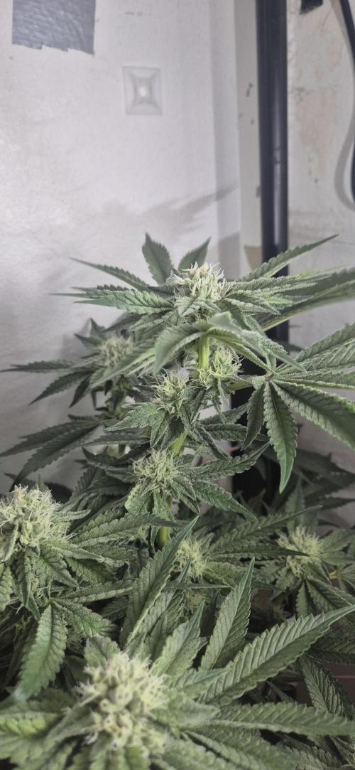 Mimosa X Orange Punch DWC second attempt. Week 12 - Fd36.