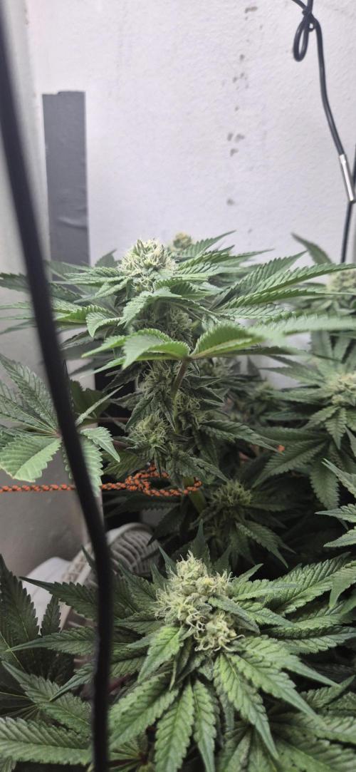 Mimosa X Orange Punch DWC second attempt. Week 12 - Fd36.