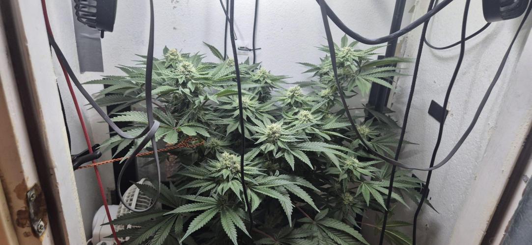 Mimosa X Orange Punch DWC second attempt. Week 12 - Fd36.