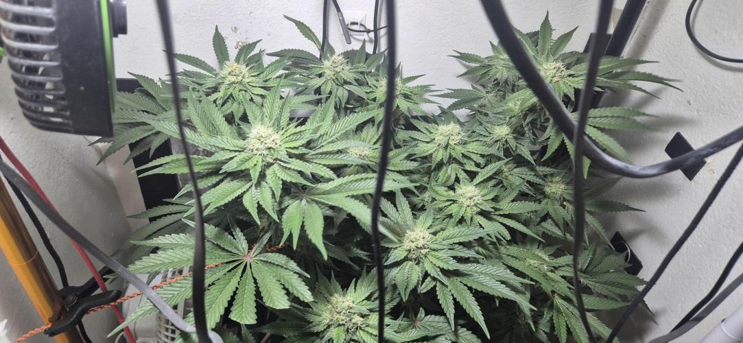 Mimosa X Orange Punch DWC second attempt. Week 12 - Fd36.