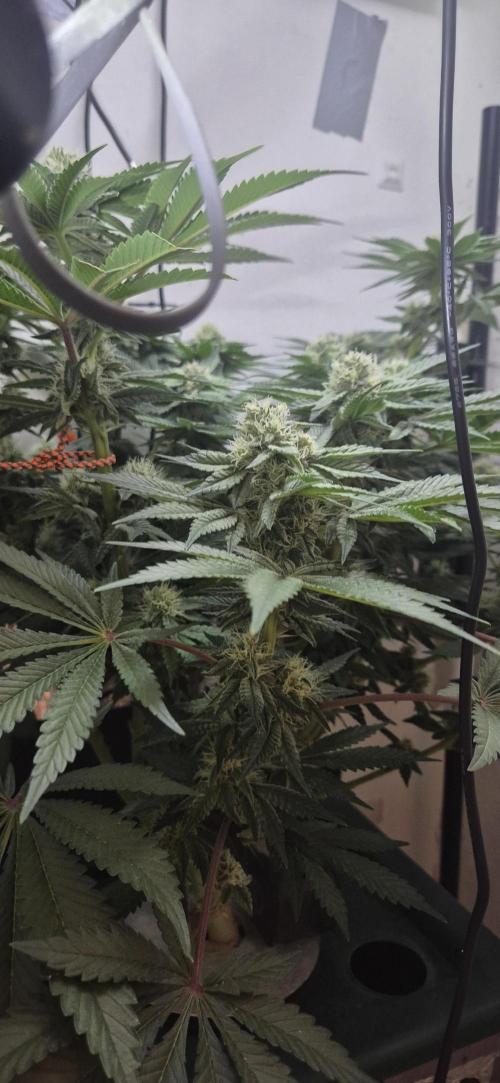 Mimosa X Orange Punch DWC second attempt. Week 12 - Fd36.