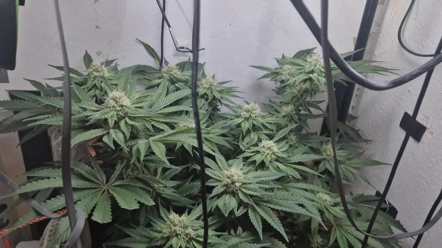 Mimosa X Orange Punch DWC second attempt