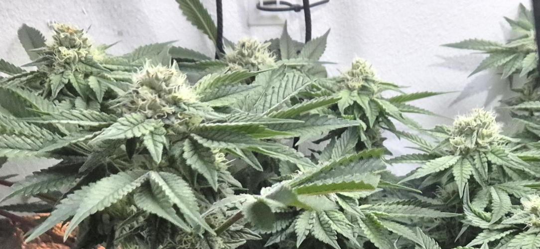 Mimosa X Orange Punch DWC second attempt. Week 12 - Fd37.
