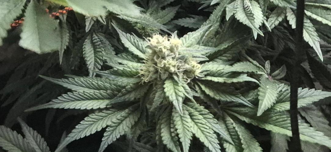 Mimosa X Orange Punch DWC second attempt. Week 12 - Fd37.