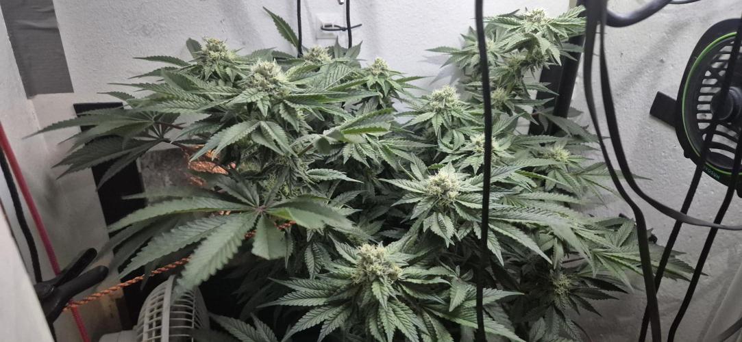 Mimosa X Orange Punch DWC second attempt. Week 12 - Fd37.