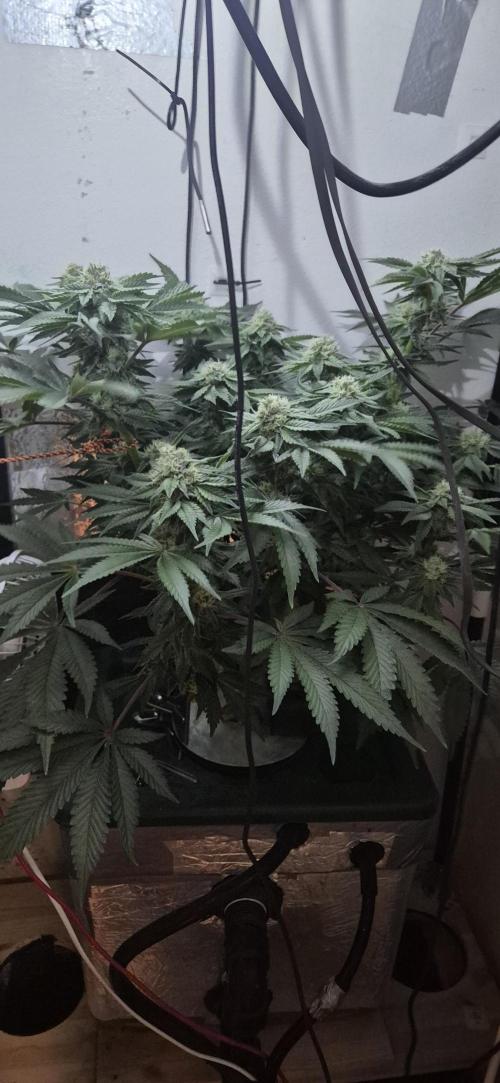 Mimosa X Orange Punch DWC second attempt. Week 12 - Fd37.