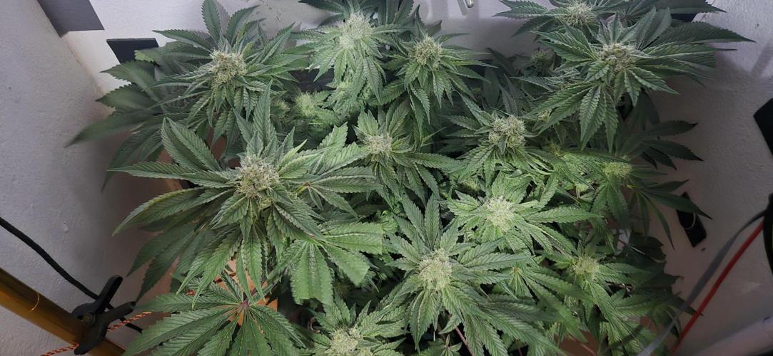 Mimosa X Orange Punch DWC second attempt. Week 12 - Fd40.
