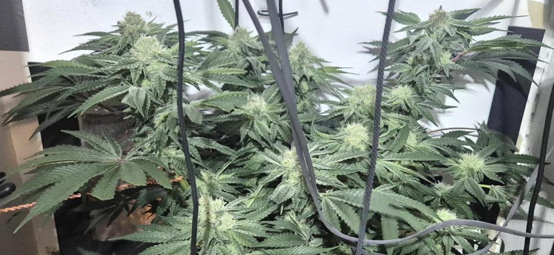 Mimosa X Orange Punch DWC second attempt. Week 12 - Fd40.