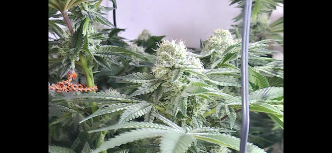 Mimosa X Orange Punch DWC second attempt. Week 12 - Fd40.