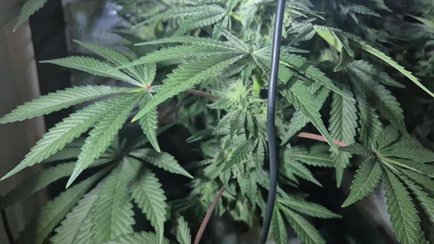 Mimosa X Orange Punch DWC second attempt
