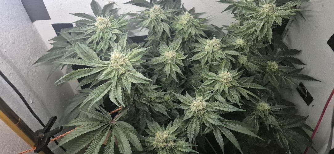 Mimosa X Orange Punch DWC second attempt. Week 12 - Fd40. I removed a few leaves shading the lower buds.