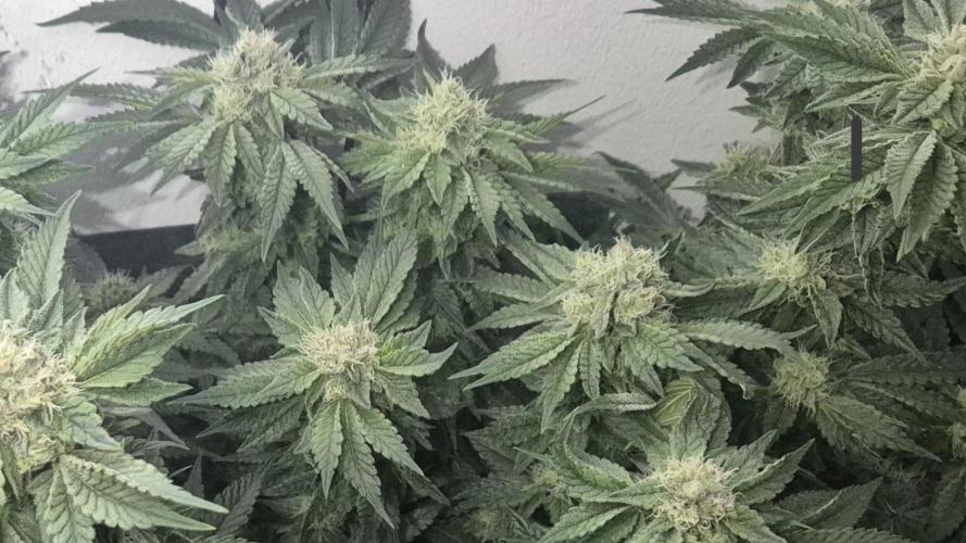 Mimosa X Orange Punch DWC second attempt. Week 12 - Fd40.
