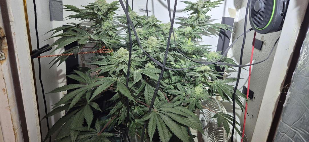 Mimosa X Orange Punch DWC second attempt. Week 12 - Fd41.