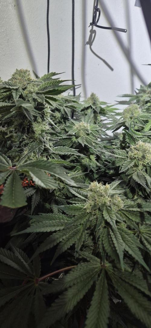 Mimosa X Orange Punch DWC second attempt. Week 12 - Fd41.