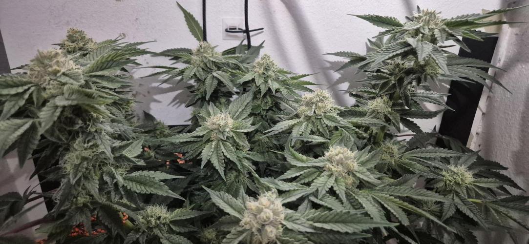 Mimosa X Orange Punch DWC second attempt. Week 12 - Fd41.