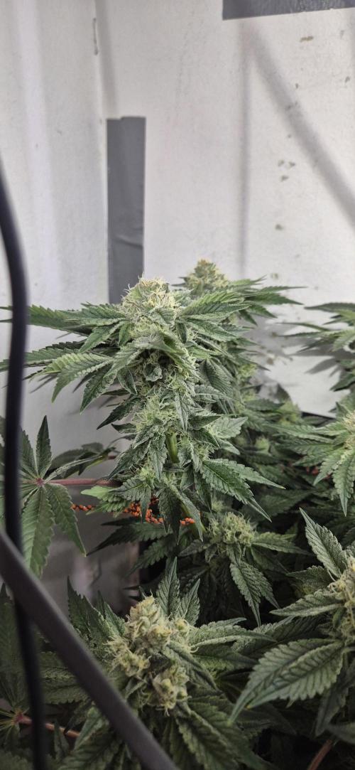 Mimosa X Orange Punch DWC second attempt. Week 12 - Fd41.