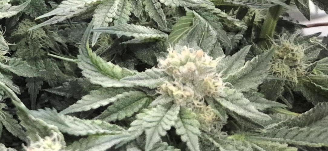 Mimosa X Orange Punch DWC second attempt. Week 12 - Fd41.