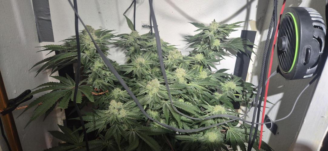 Mimosa X Orange Punch DWC second attempt. Week 13 - F43.