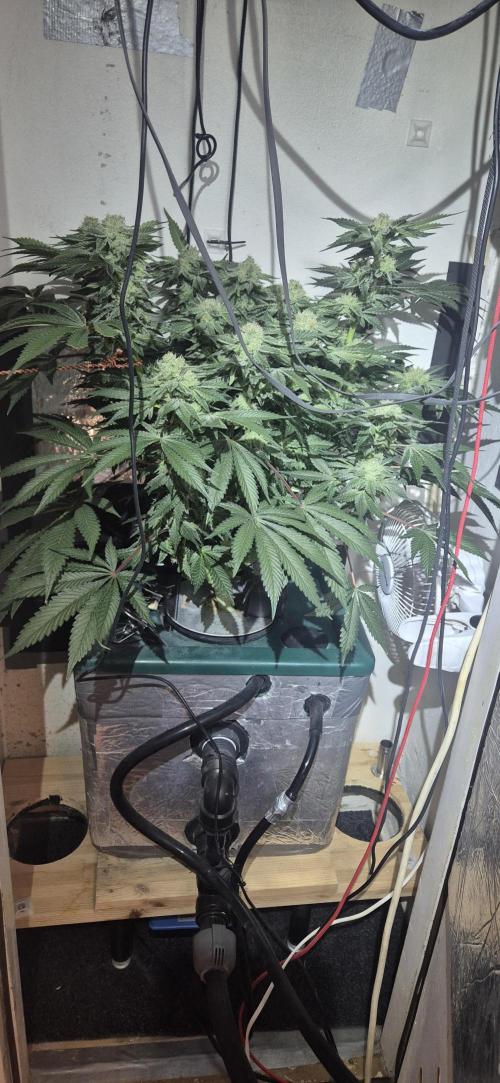 Mimosa X Orange Punch DWC second attempt. Week 13 - Fd43.