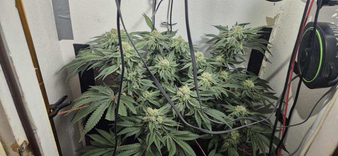 Mimosa X Orange Punch DWC second attempt. Week 13 - Fd44.