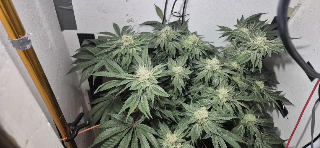Mimosa X Orange Punch DWC second attempt. Week 13 - Fd44.