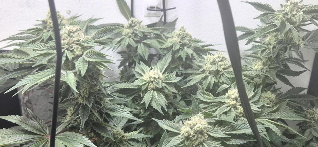 Mimosa X Orange Punch DWC second attempt. Week 13 - Fd45.
