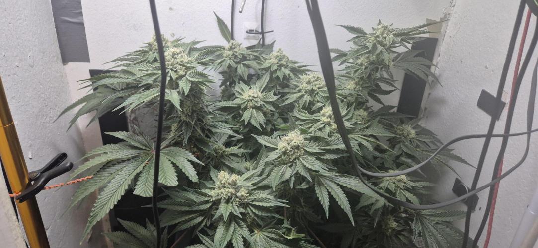 Mimosa X Orange Punch DWC second attempt. Week 13 - Fd45.