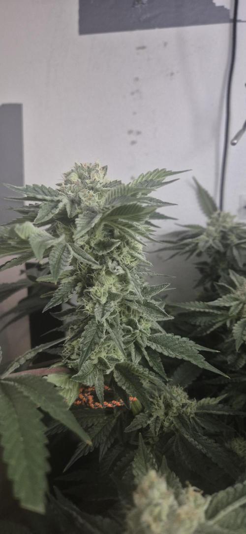 Mimosa X Orange Punch DWC second attempt. Week 13 - Fd45.