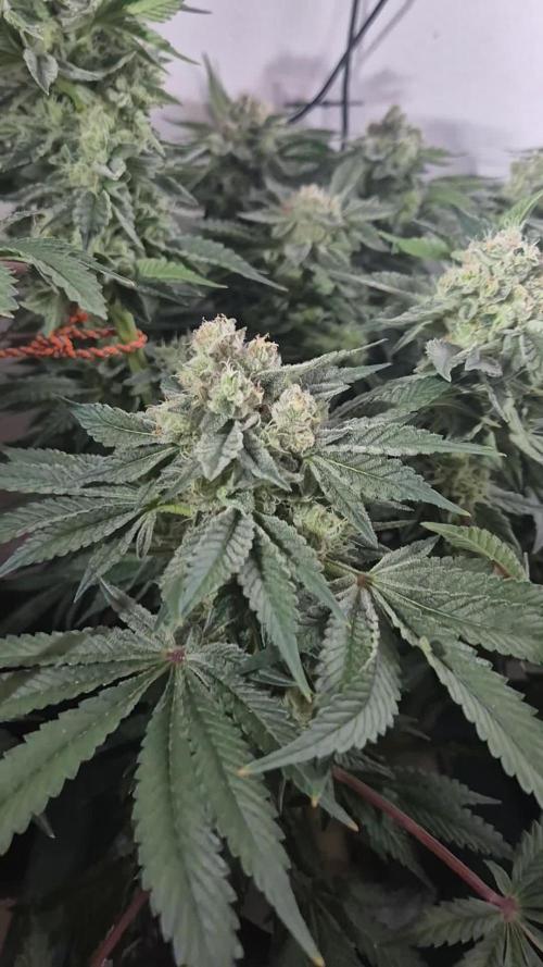 Mimosa X Orange Punch DWC second attempt