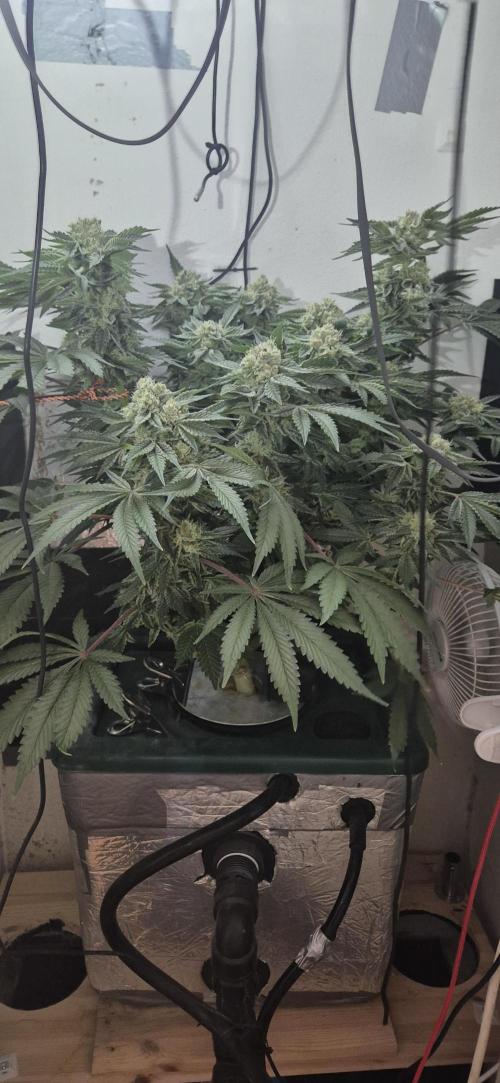 Mimosa X Orange Punch DWC second attempt. Week 14 - Fd49.