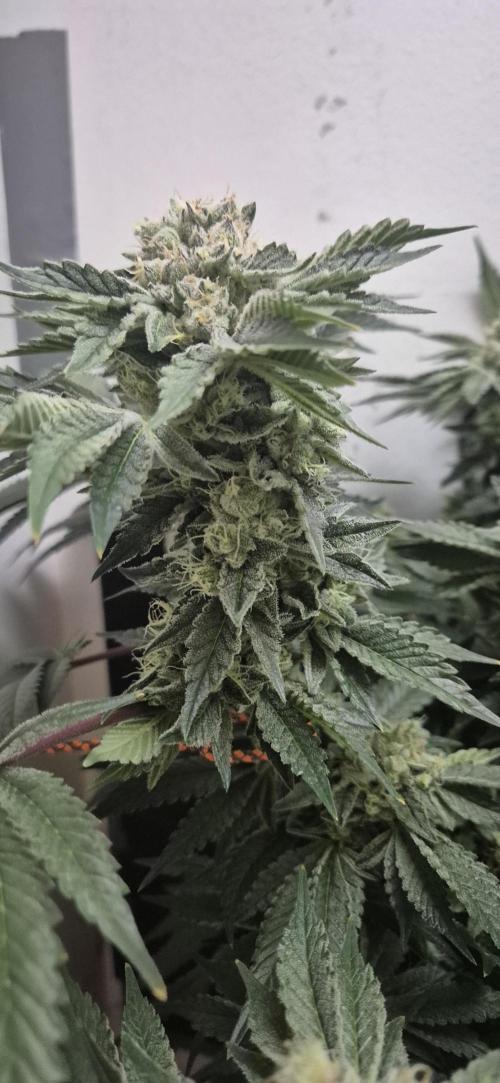 Mimosa X Orange Punch DWC second attempt. Week 14 - Fd49.