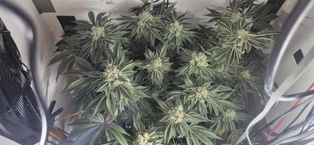 Mimosa X Orange Punch DWC second attempt. Week 14 - Fd50.