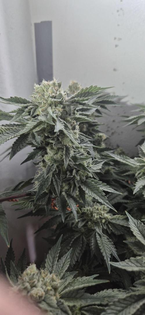 Mimosa X Orange Punch DWC second attempt. Week 14 - Fd50.