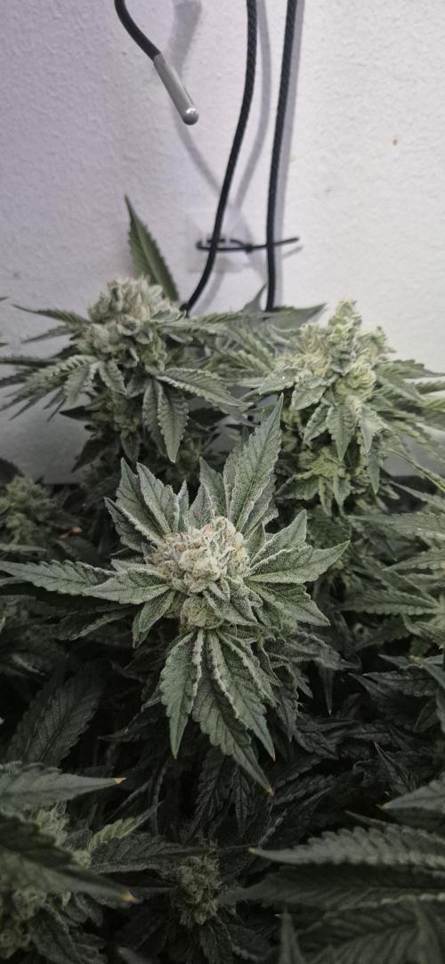 Mimosa X Orange Punch DWC second attempt. Week 14 - Fd53.